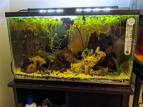 I bought a small betta alittle over a week ago.